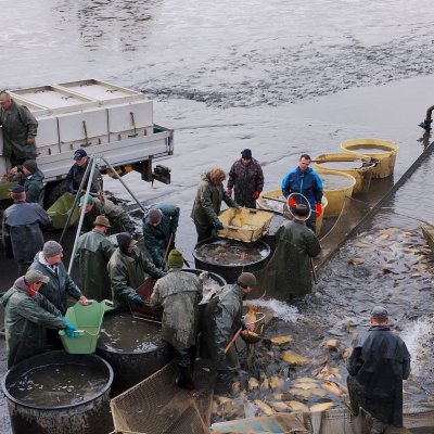 Výlov rybníka - zdroj ryb pro restauraci Jelínkova vila - práce rybářů a dalšího personálu